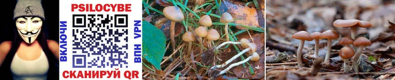 Псилоцибиновые грибы Psilocybine cubensis  Купить закладки  Новая Ляля 